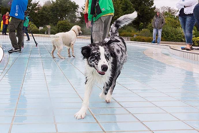 Hundebadetag der Stadtwerke Bayreuth